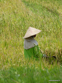 Rizière- Ubud- Bali - Indonésie